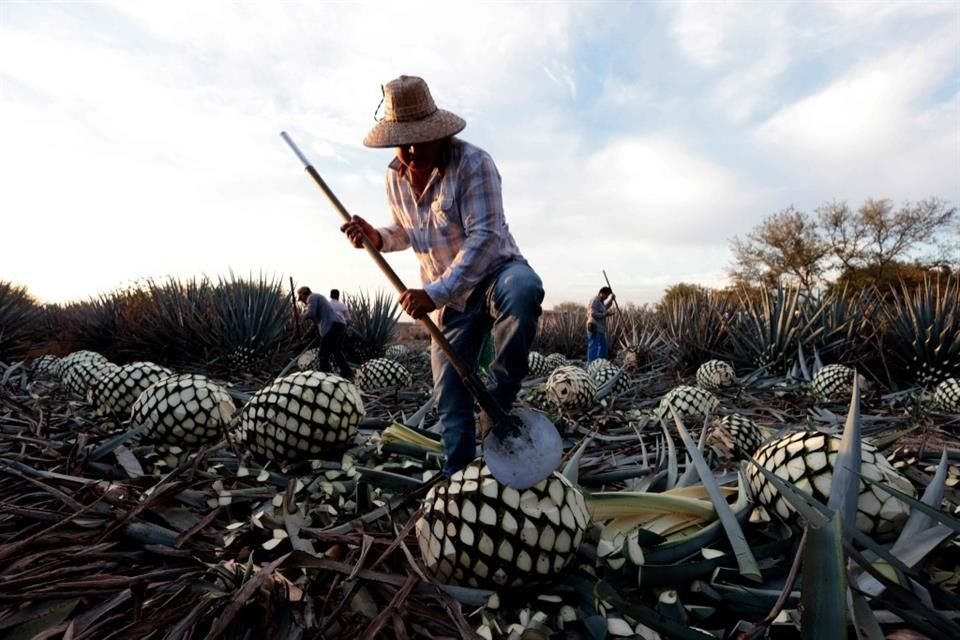 El mezcal mexicano se exporta a 81 países.