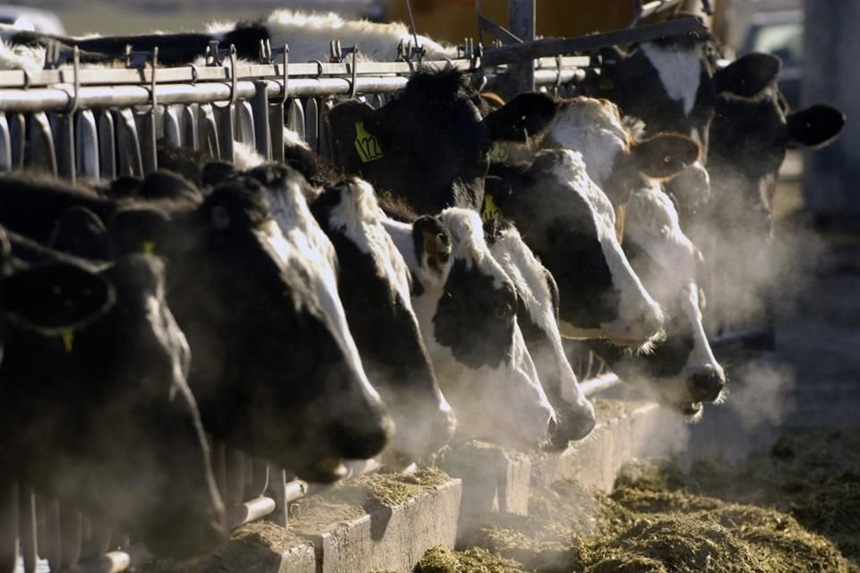 Un grupo de vacas se alimentan en una granja en Idaho.