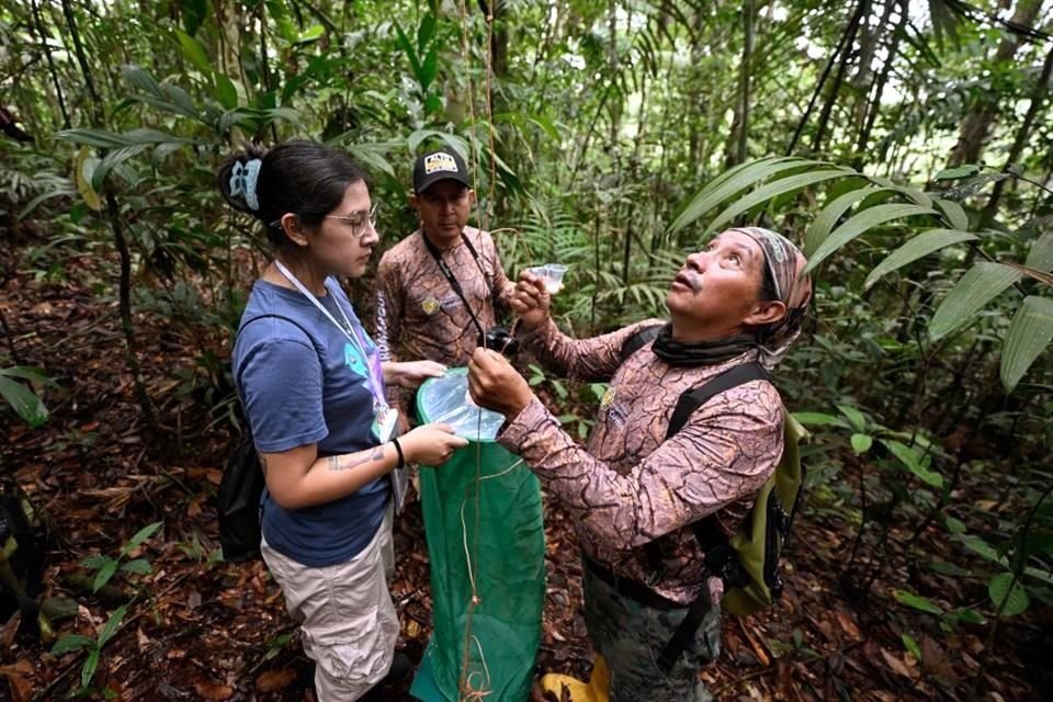 Un equipo de biólogos y guardaparques identifica a mariposas en la reserva Cuyabeno, ubicada en la Amazonia ecuatoriana.