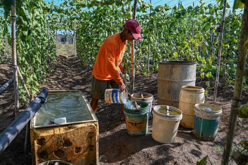 Ramiro Cid Martínez, director de Arquitectura de Negocios Digitales para Seguros Banorte, añadió que el seguro agrícola tradicional requiere de personal muy especializado.