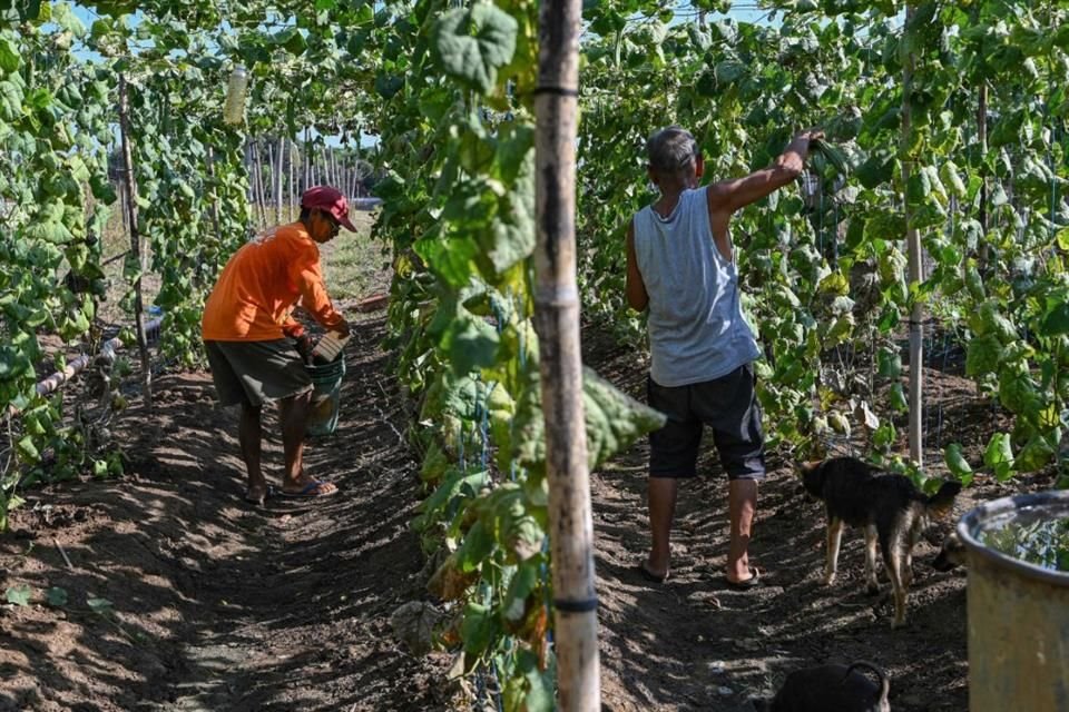 Agricultores mexicanos denunciaron que el creciente tráfico de semillas piratas que representa ya 10 por ciento del mercado local. 