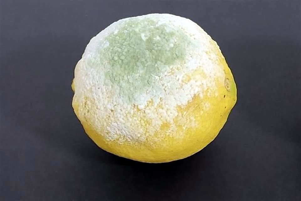 Limones amarillos tratados con una bacteria, mientras muestran distintos niveles de infección por Penicillium digitatum.