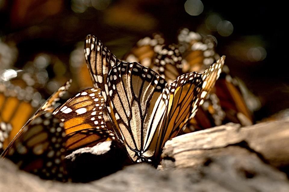 El santuario de mariposas monarca ha perdido fuerza en los últimos años.