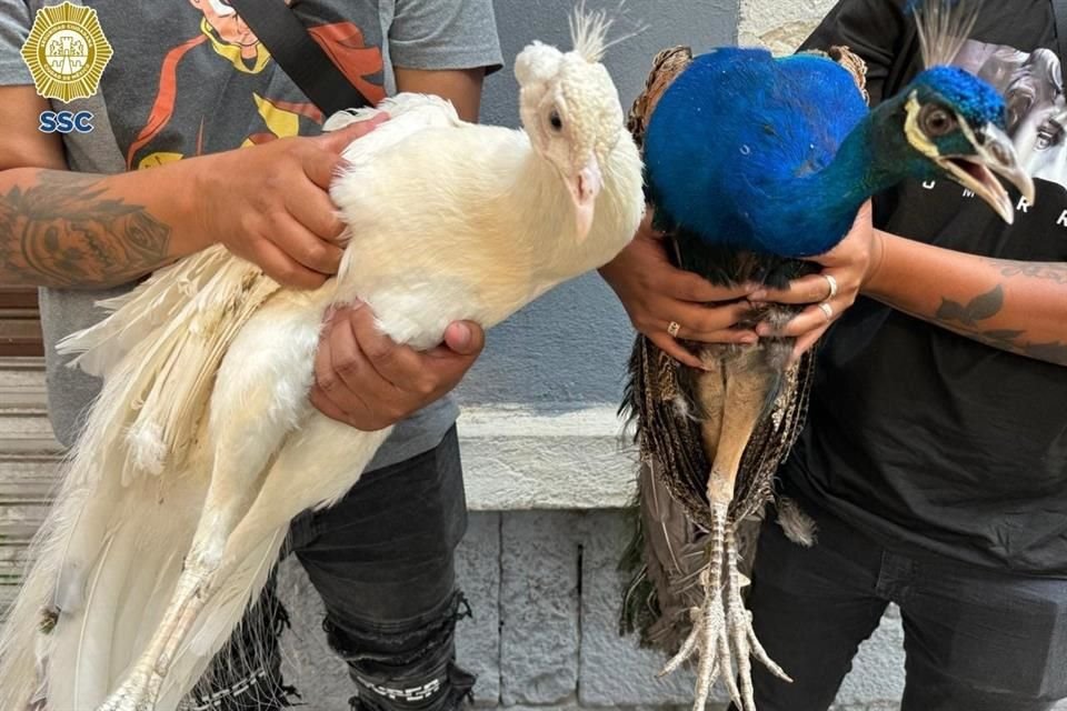 Un pavo real blanco y uno azul con verde, los cuales pretendían ser comercializados, le fueron decomisados a un sujeto en Gustavo A. Madero.