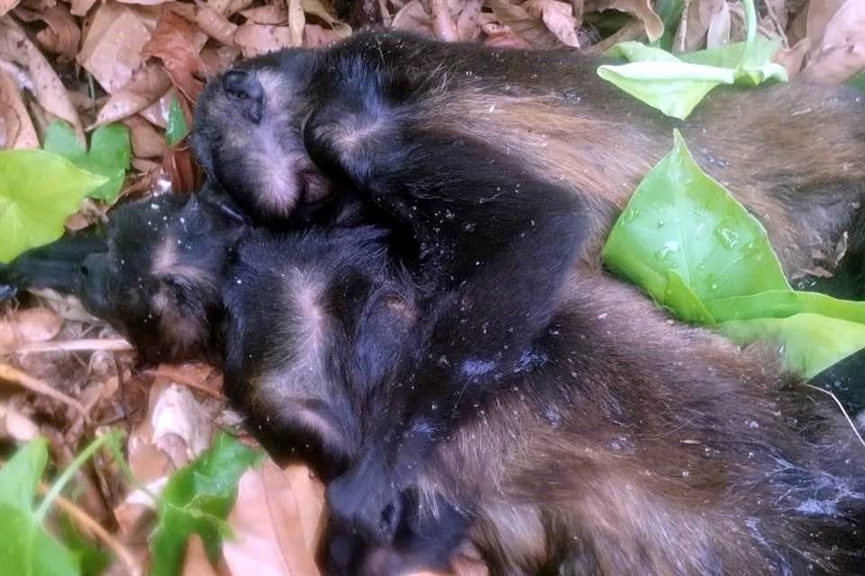 Monos han sido hallados muertos y abrazados en Tabasco.