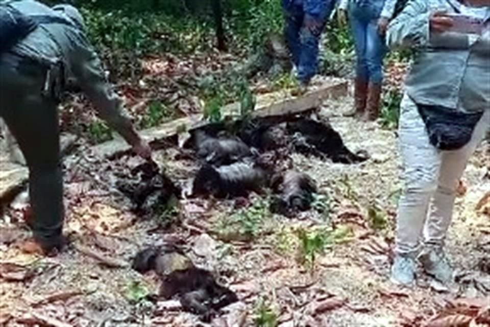 La asociación civil COBIUS grabó un video en el que evidenciaron la muerte de una manada de monos en la zona selvática de Tabasco y al noreste de Chiapas.