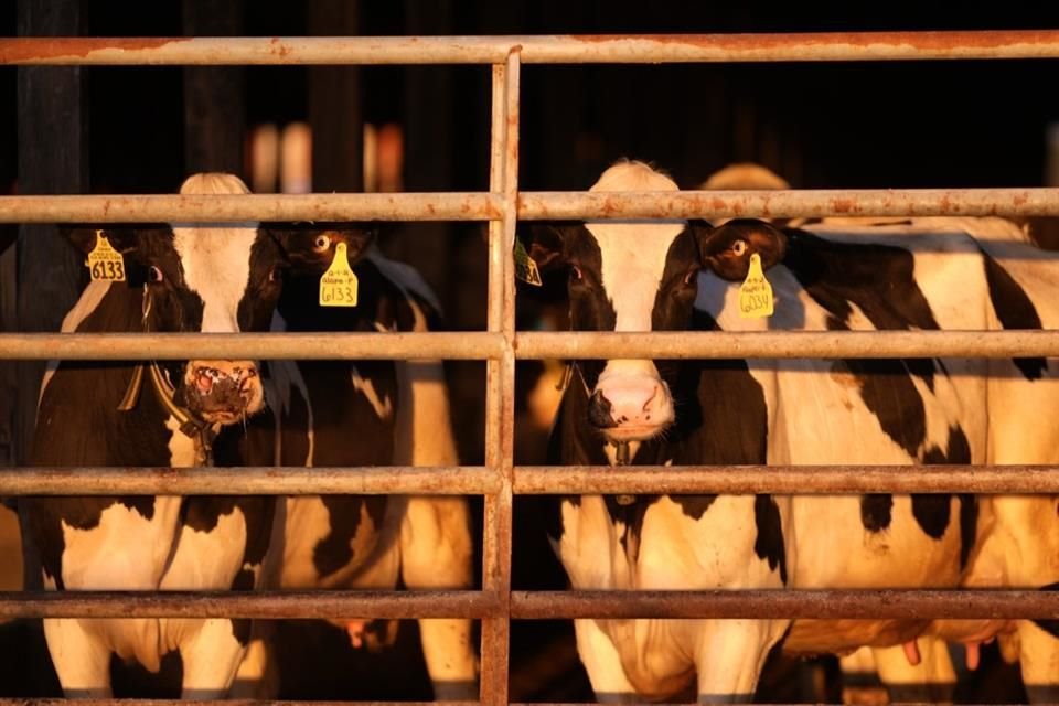 Vacas lecheras en una granja en Maine, el 1 de abril del 2024.