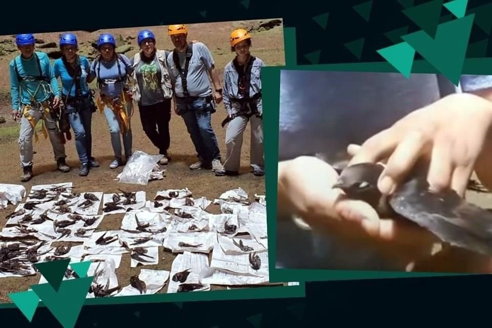 Ambientalistas y defensores del Barrio Unión de Guadalupe en la comunidad de Tampatz señalaron como el presunto responsable del ecocidio al conglomerado de hoteles mexicano Grupo Vidanta.