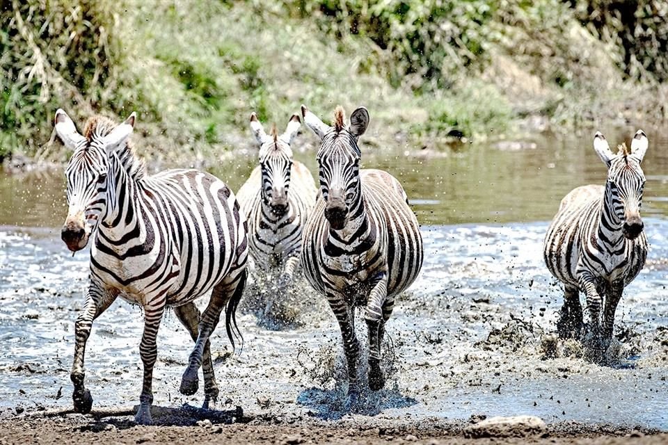 El Wilderness Usawa Serengeti permite a los huéspedes alojarse y gozar de comodidades al tiempo que se va montando y desmontando para ver la Gran Migración.