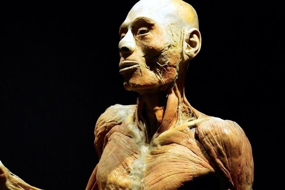 La exposición 'Our Body: El Universo Dentro', después de recorrer todo el mundo, se encuentra de vuelta en la Ciudad de México.