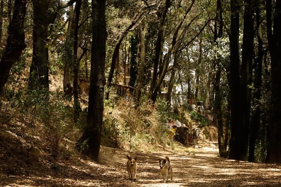 Parques lineales fueron protegidos con declaratorias de Áreas de Valor Ambiental (AVA), reportó la Gaceta Oficial.