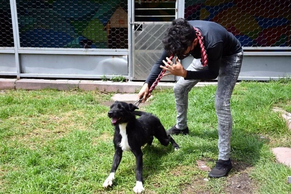 Los perros del Centro de Transferencia Canina han sido rescatados en zonas de riesgo del Metro.