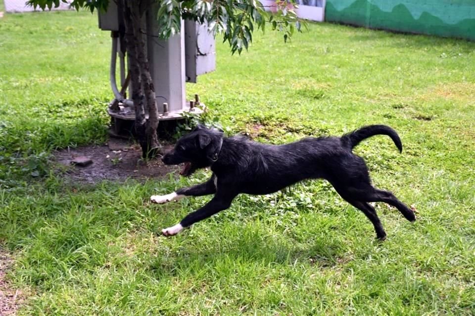 Un perrito corre en las instalaciones del Centro de Transferencia Canina del Metro.