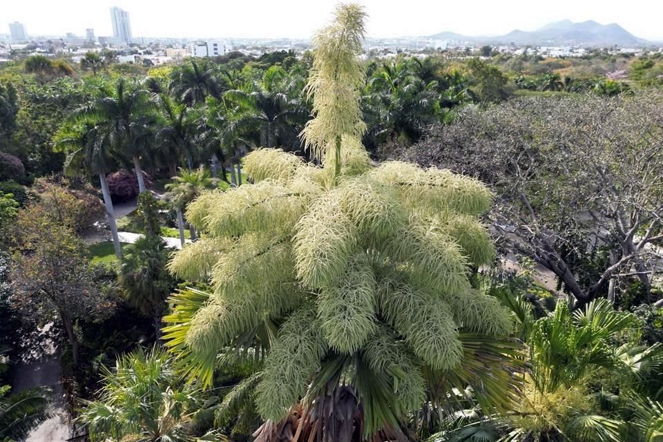 La artista Ngoc Minh Ngo no alcanzó a fotografiar en el Jardín Botánico Culiacán la 'floración única' de la palma Talipot, una inquilina peculiar del espacio.