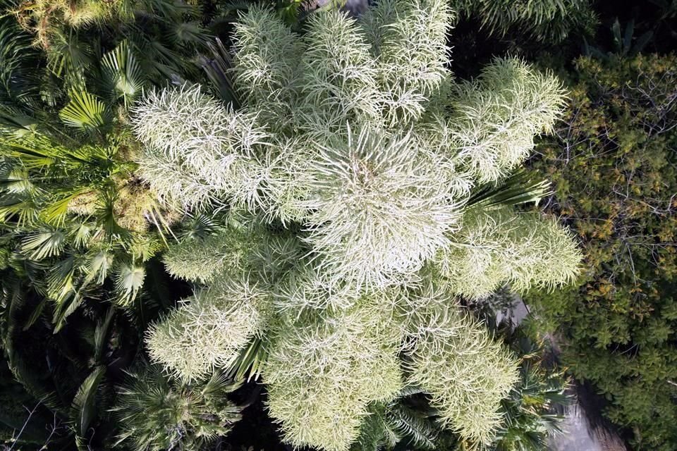 Se trata de una corypha umbraculifera, que es una familia de palmas muy pequeñas de la India y Sri Lanka. Florece una sola vez en su vida, que puede ser entre los 40 y los 60 años, y luego se muere.