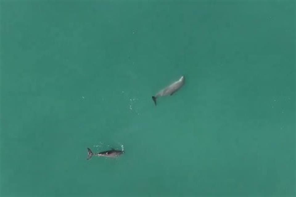 Dos ejemplares avistados durante el crucero de observación realizado en mayo de este año.