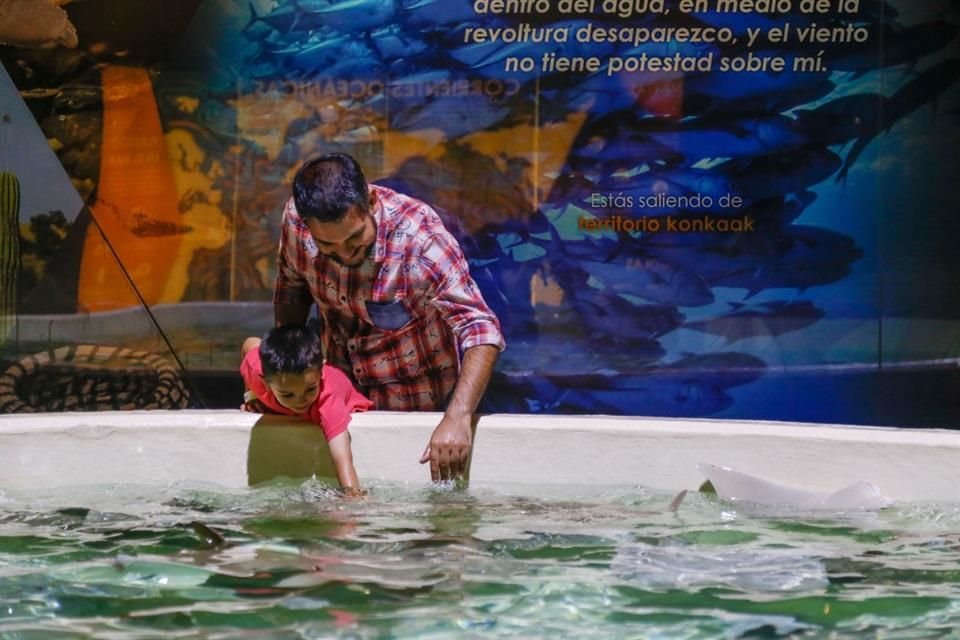 En Guadalajara, el Acuario Michin presume cinco pabellones dedicados a la vida marina y terrestre.