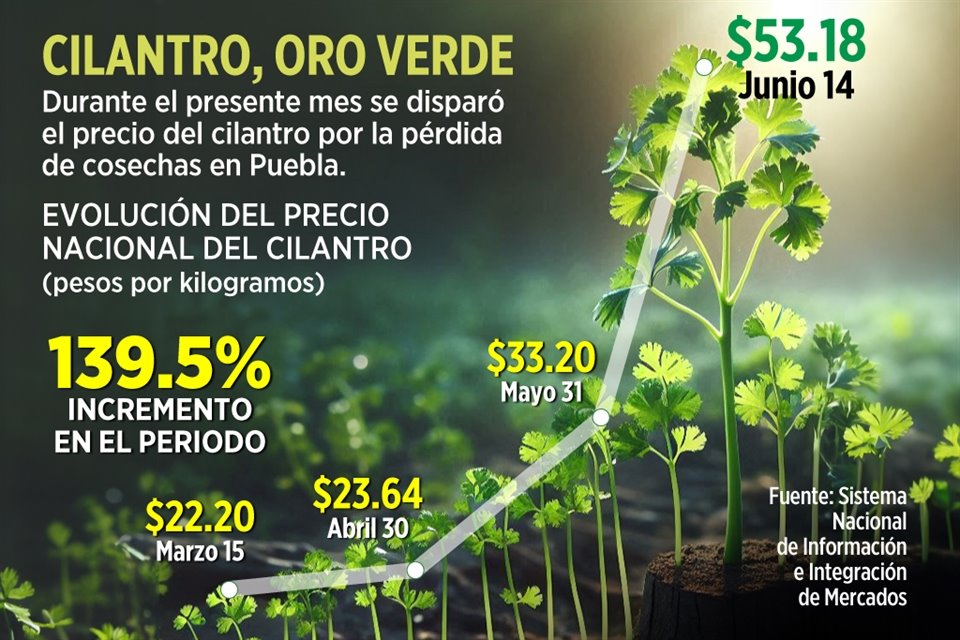 Debido a que los productores enfrentan efectos de la sequía en campo, el precio del cilantro por kilo supera los $140 al consumidor final.