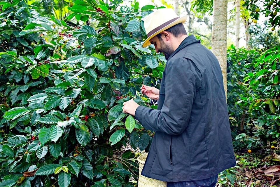 Despertar con una aromática taza y hacer la Ruta del Café en tierras veracruzanas.