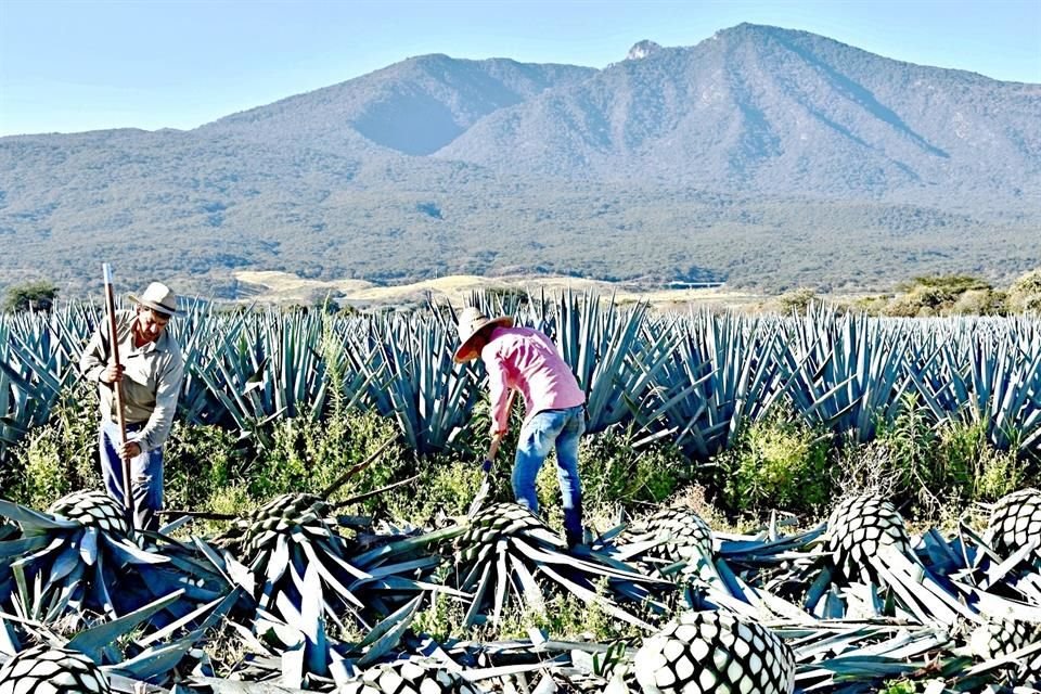 Admirar el Paisaje Agavero que, junto con las Antiguas Instalaciones Industriales de Tequila, en Jalisco, forman parte del Patrimonio Mundial, por la Unesco.