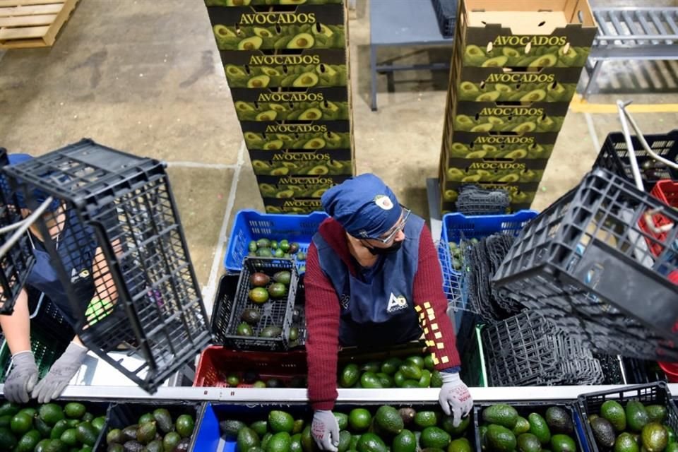 Se prevé que la producción mexicana de aguacate sea de 2.77 millones de toneladas este año.