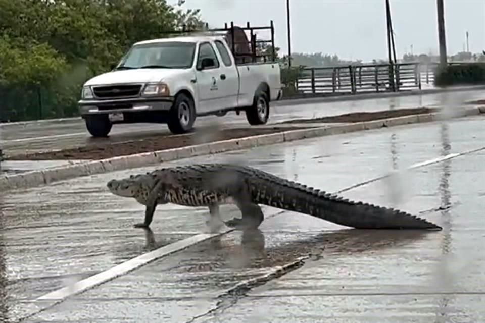 Tras salir de la Laguna del Carpintero, el cocodrilo fue captado sobre el Boulevard Fidel Velázquez, en Tampico.