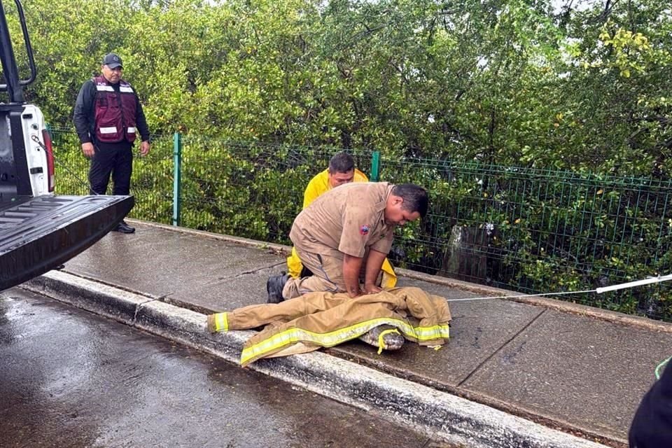 El reptil fue capturado tras un operativo conjunto entre elementos de Guardia Estatal, Bomberos de Tampico y personal de Profepa.