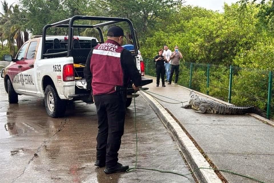 Personal de Profepa se encargará de regresar al cocodrilo a su hábitat natural.