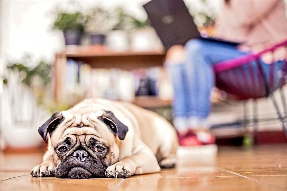 Especialistas alertan sobre animales de compañía estresados, incapaces de socializar o con hiperapego a partir de la pandemia del Covid-19.