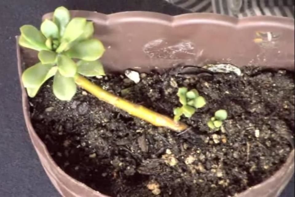 Las nombraron como Echeveria Cuevasii y Echeveria Vazquezii.