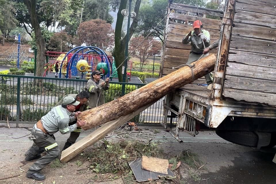 Conviven en el Parque Hundido ejemplares de fresnos, álamos, bambús y cedros, estos últimos, afectados por las recientes lluvias.