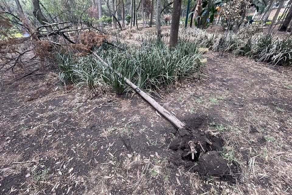 El Parque Hundido tiene un área de poco más de 9 hectáreas que alberga especies de árboles, algunos ya secos y deteriorados.