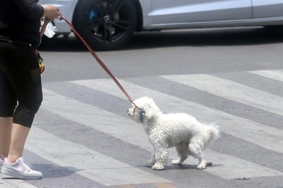 En zonas de la Alcaldía Coyoacán, las bolsas con heces de perros, arrojadas a la coladera, están provocando problemas de inundaciones y humedad.