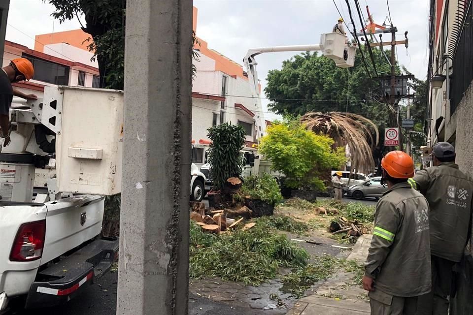 En Benito Juárez, la caída de un árbol provocó la suspensión del servicio de energía eléctrica.