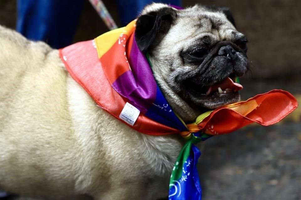 En la Marcha del Orgullo también acuden mascotas.