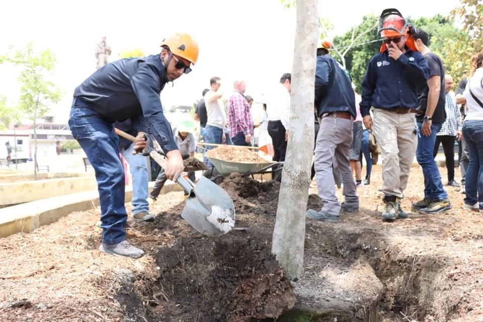 Como parte del programa de reforestación se prevén plantar 20 mil árboles en espacios públicos.