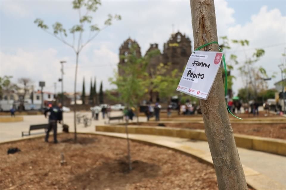 Los ejemplares que se colocarán en la Ciudad deben ser endémicos y nativos para que no sean susceptibles a plagas.