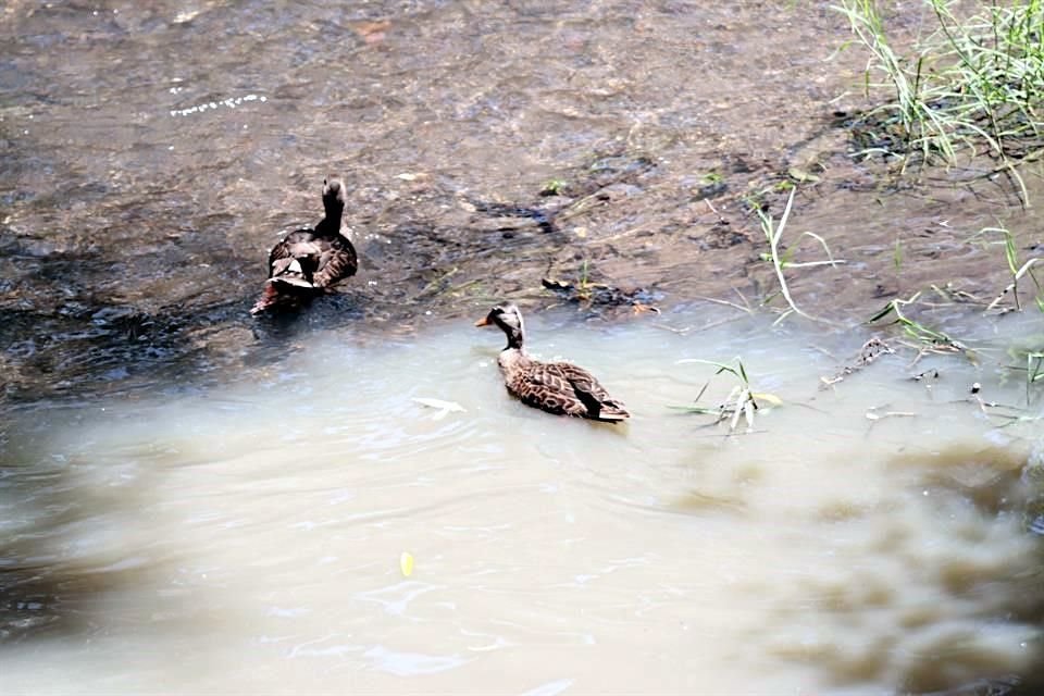 Fauna silvestre justo donde se mezcla el agua cristalina del río con descargas de drenaje.