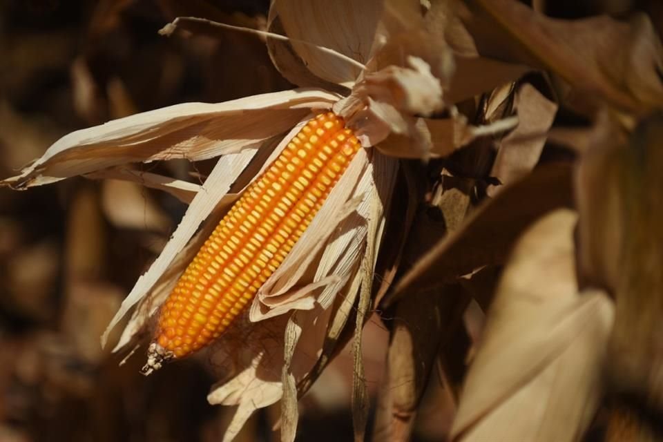 Los representantes mexicanos sostuvieron que el maíz genéticamente modificado plantea riesgos para la salud.