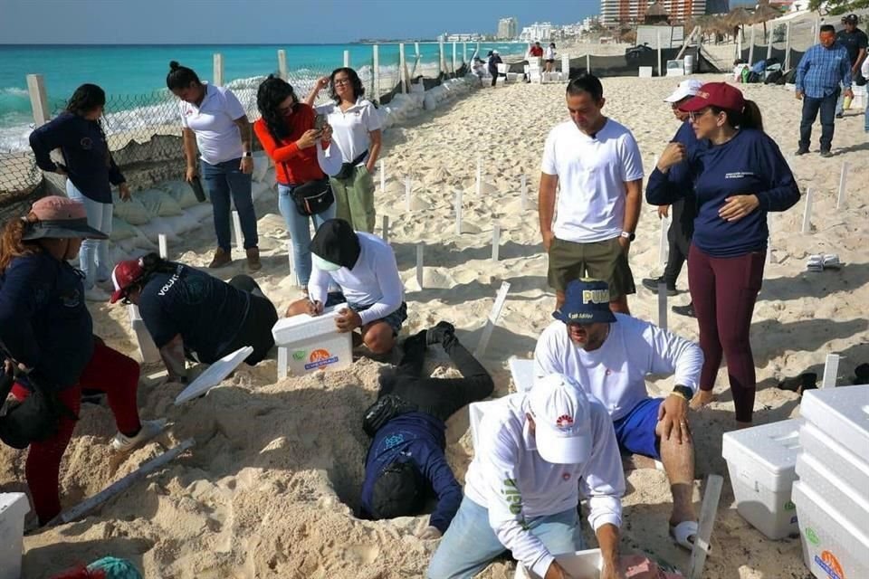 Los 10 mil 400 huevos recuperados hoy pertenecen a 93 nidos que se encuentran en el corral de Playa Delfines.