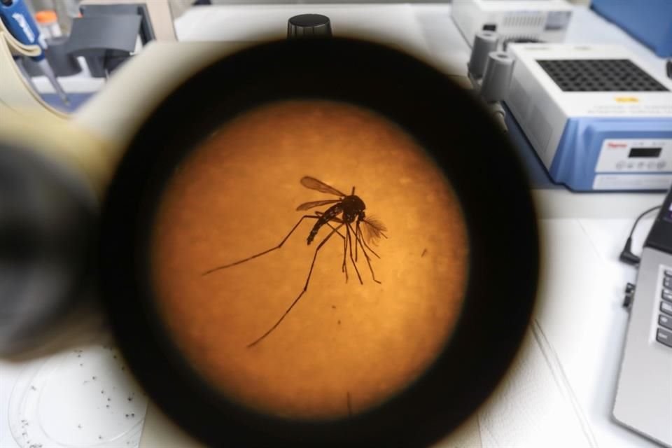 Un mosquito es visto a través de un estereoscopio en la Universidad de El Salvador, el 3 de julio de 2024.