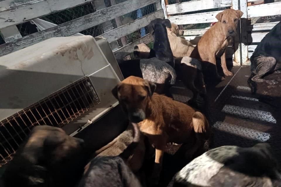 Con ayuda de empresarios, ciudadanos y autoridades, los perritos fueron trasladados a un refugio durante el paso del huracán 'Beryl'.