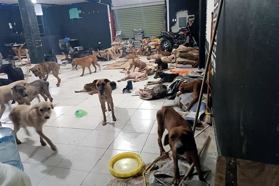 Con ayuda de gobierno, ciudadanos y el refugio  'Cachorrilandia' más de 200 perritos fueron resguardados ante el paso del huracán 'Beryl'.