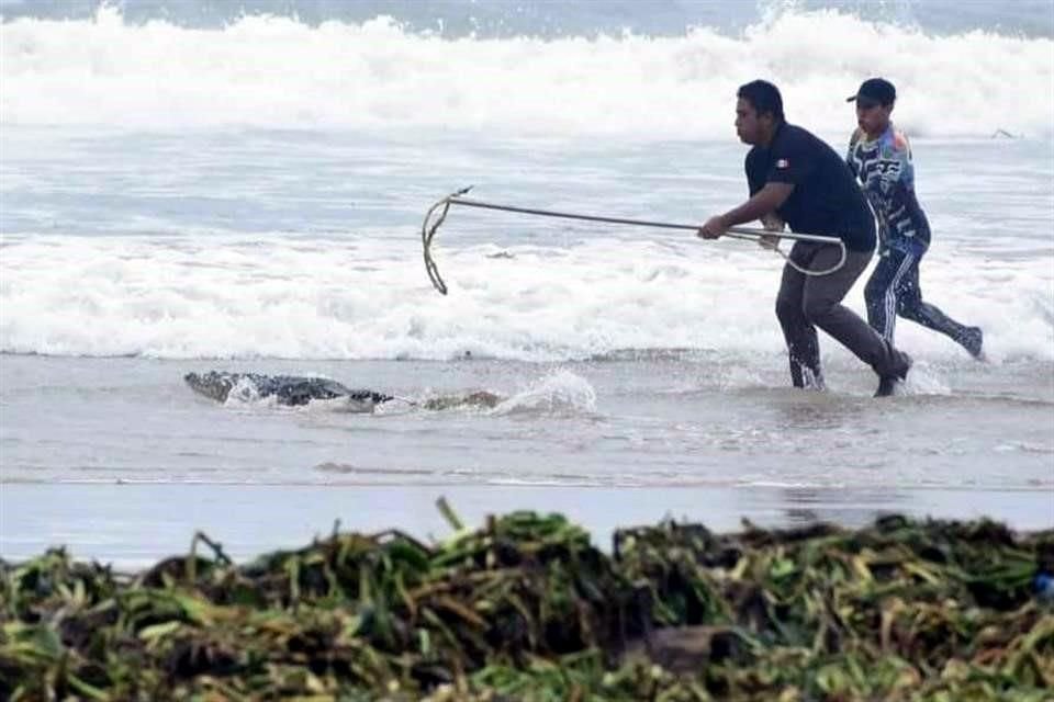El pasado domingo, turistas y visitantes de Playa Miramar fueron evacuados ante la presencia de tres cocodrilos en la zona.