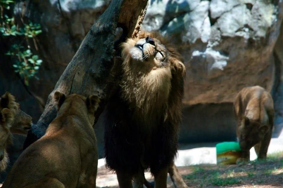 Tras ser atendidos, los leones recuperaron peso y mejoró su estado de salud.