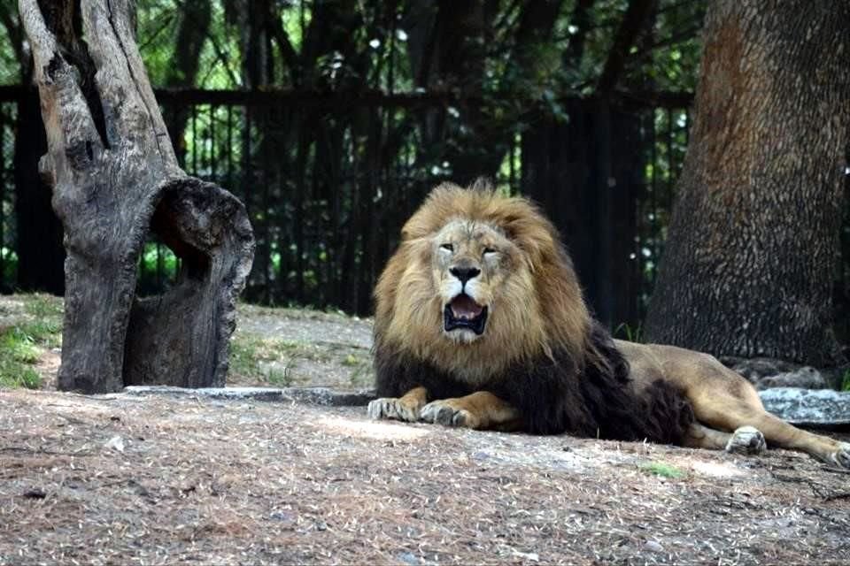 Siete leones y una tigresa fueron trasladados al Zoológico de Chapultepec.