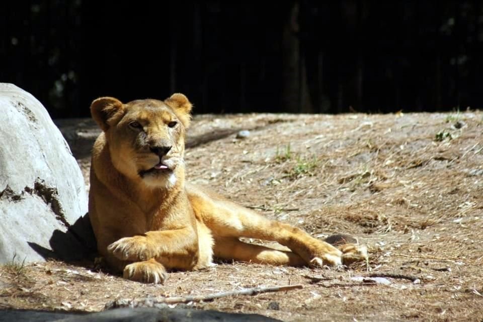 Autoridades del Centro de Conservación de Vida Silvestre señalan que los felinos están más tranquilos y su pelaje es más brillante.