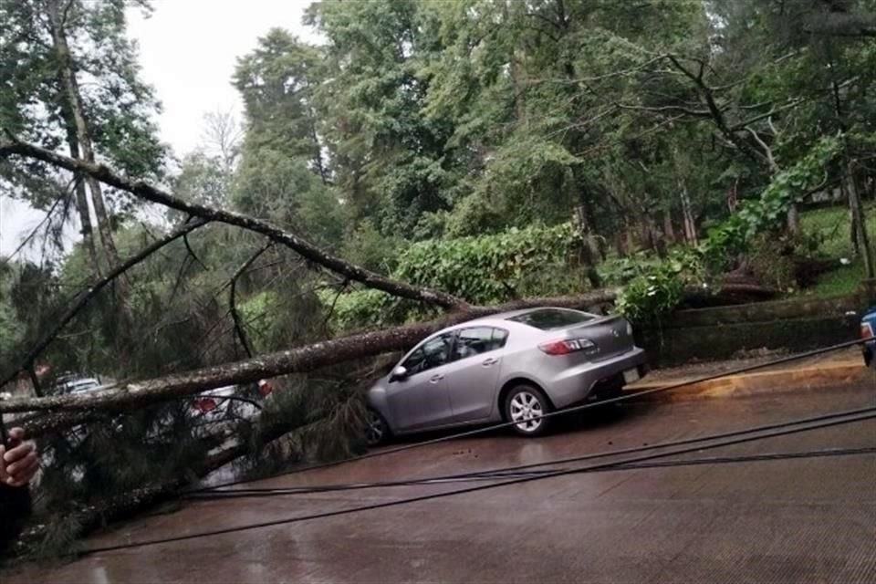 En Xalapa, Veracruz, un árbol cayó sobre un automóvil tras fuertes vientos y lluvias provocadas desde el martes por onda tropical 8.