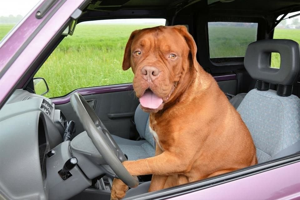Los perros pueden alegrar las vacaciones, pero deben considerarse varias medidas para garantizar su seguridad durante un viaje.