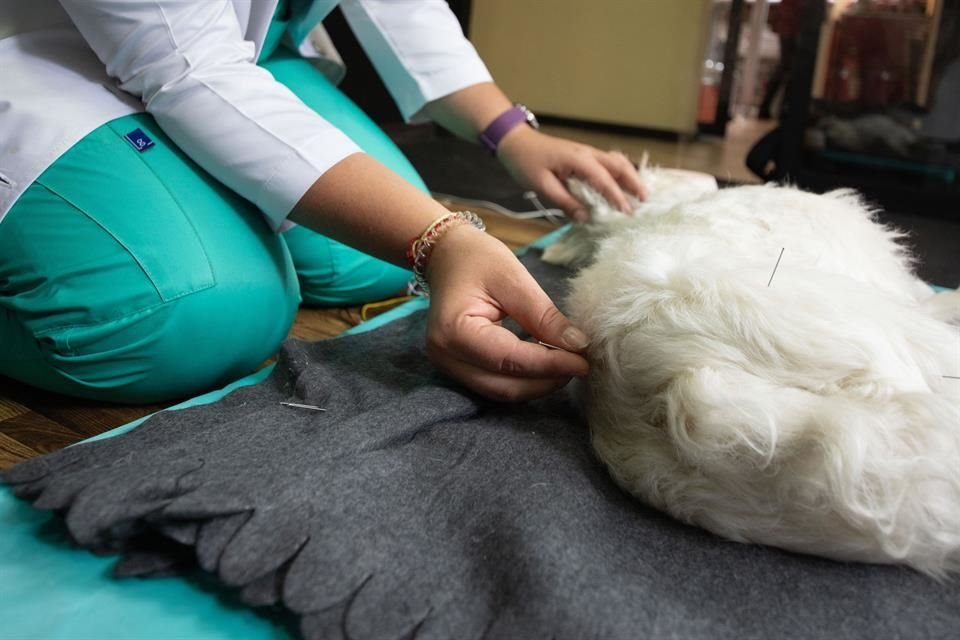 Acupuntura, fisioterapia y homeopatía son algunas terapias alternativas para mascotas.